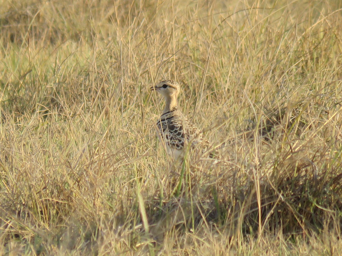 Double-banded Courser - ML643456114