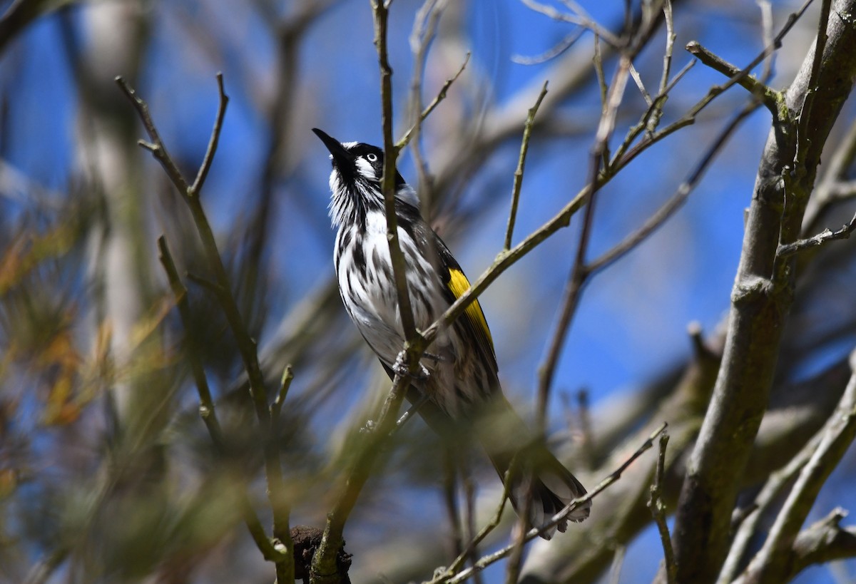 New Holland Honeyeater - ML643456123