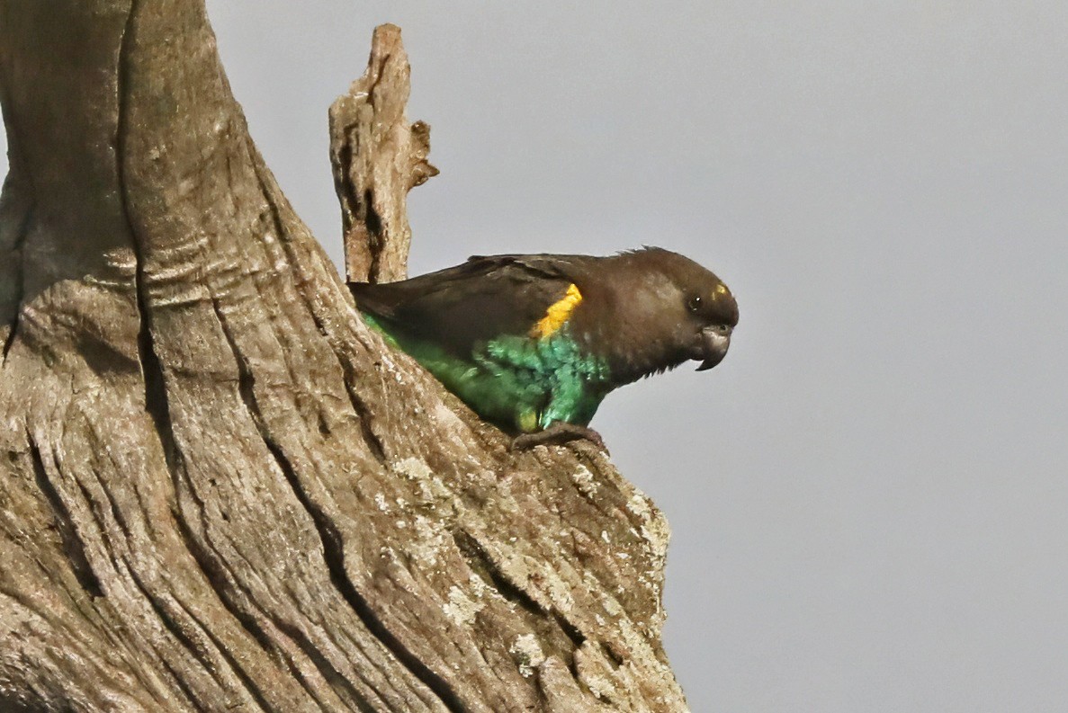 gulissepapegøye - ML643456142