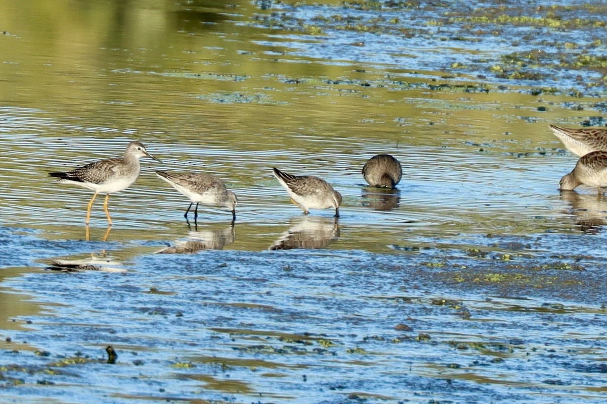 Long-billed Dowitcher - ML643456149