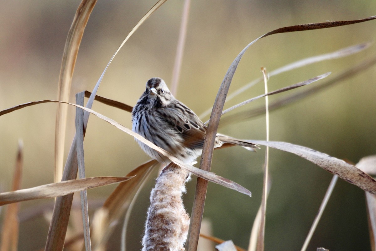 Song Sparrow (melodia/atlantica) - ML643456155