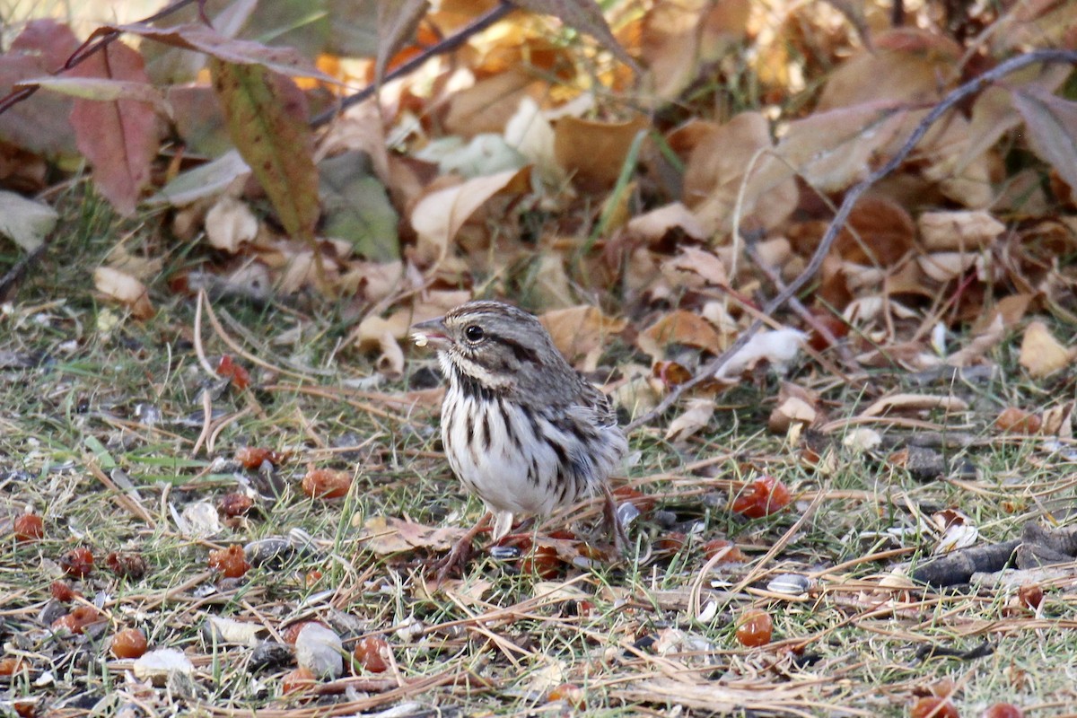 Song Sparrow (melodia/atlantica) - ML643456156