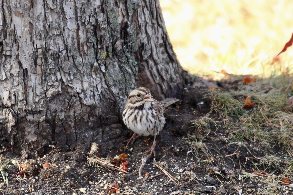 Song Sparrow (melodia/atlantica) - ML643456158