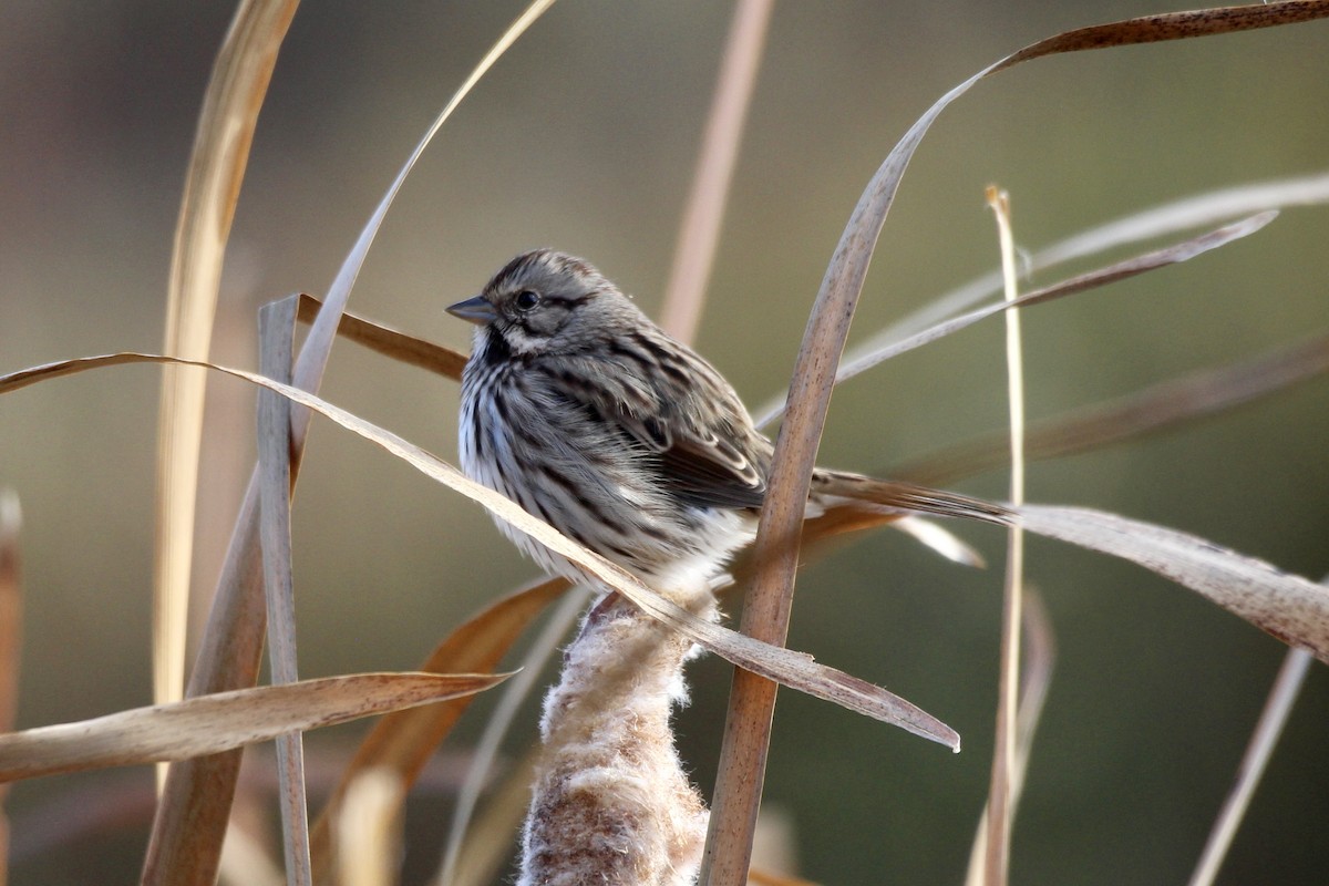Song Sparrow (melodia/atlantica) - ML643456159