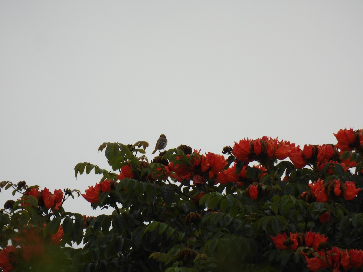 Baltimore Oriole - ML643456175
