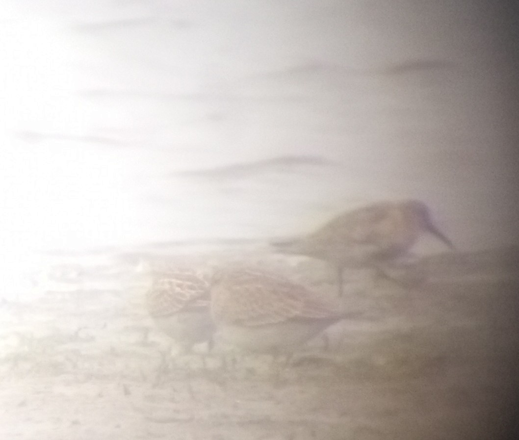 Dunlin - ML643456198