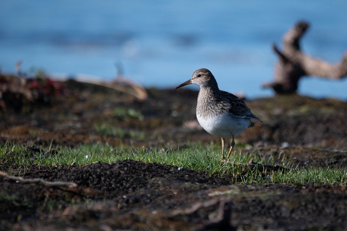 Graubrust-Strandläufer - ML643456200