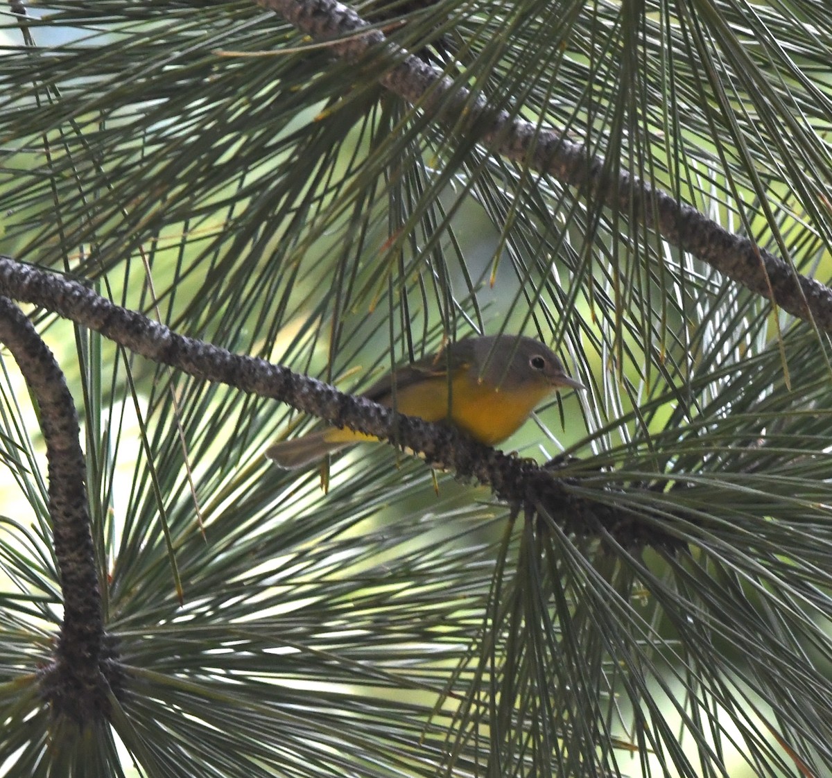 Nashville Warbler - ML643456209