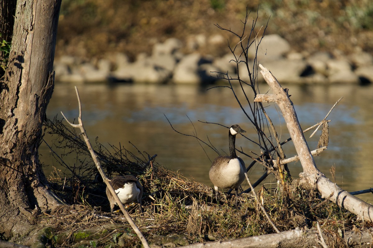 Canada Goose - ML643456212
