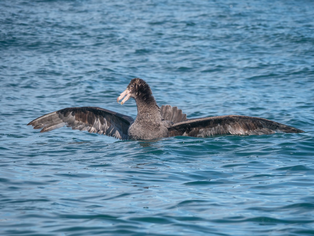 Northern Giant-Petrel - ML643456214