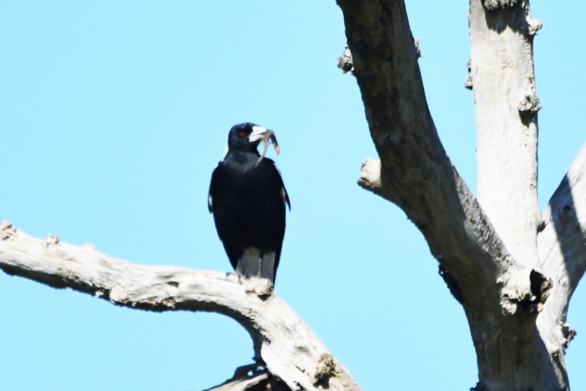 Australian Magpie (White-backed) - ML643456218