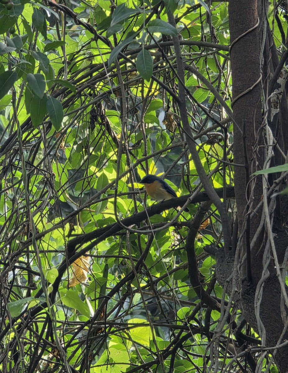 Tickell's Blue Flycatcher - ML643456223