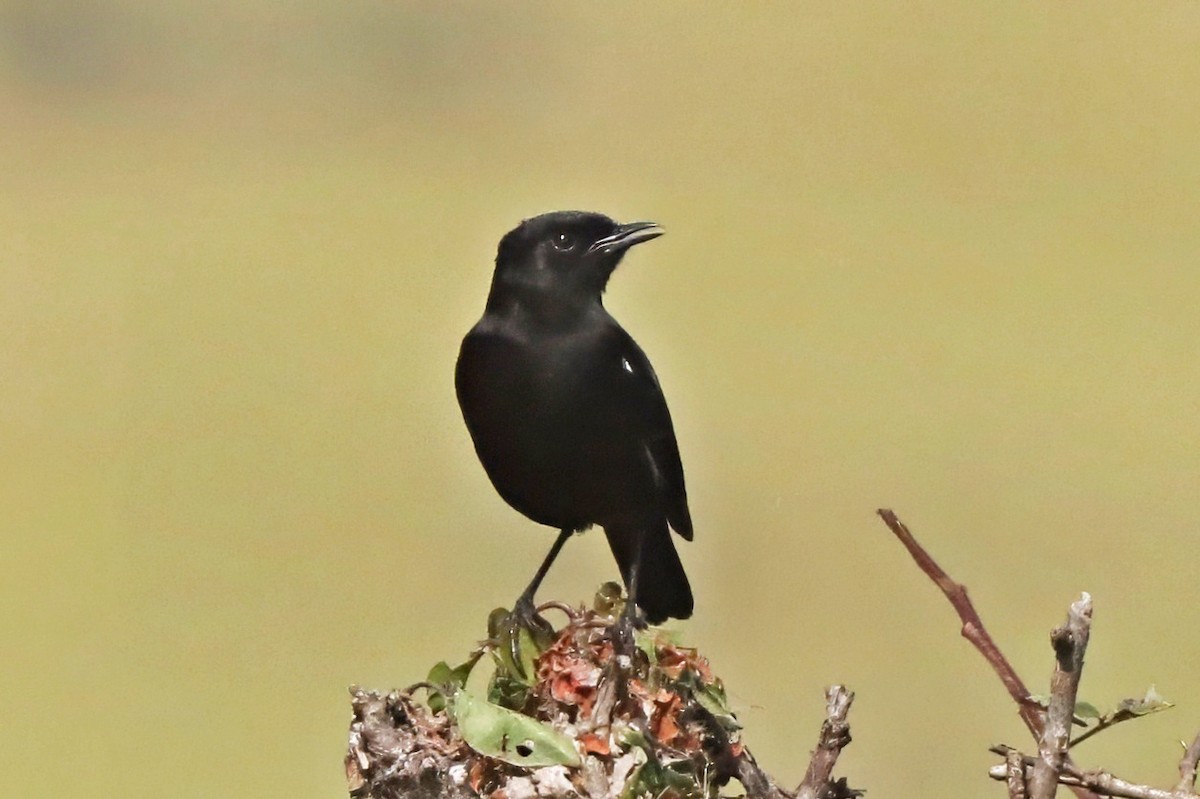Sooty Chat - ML643456267