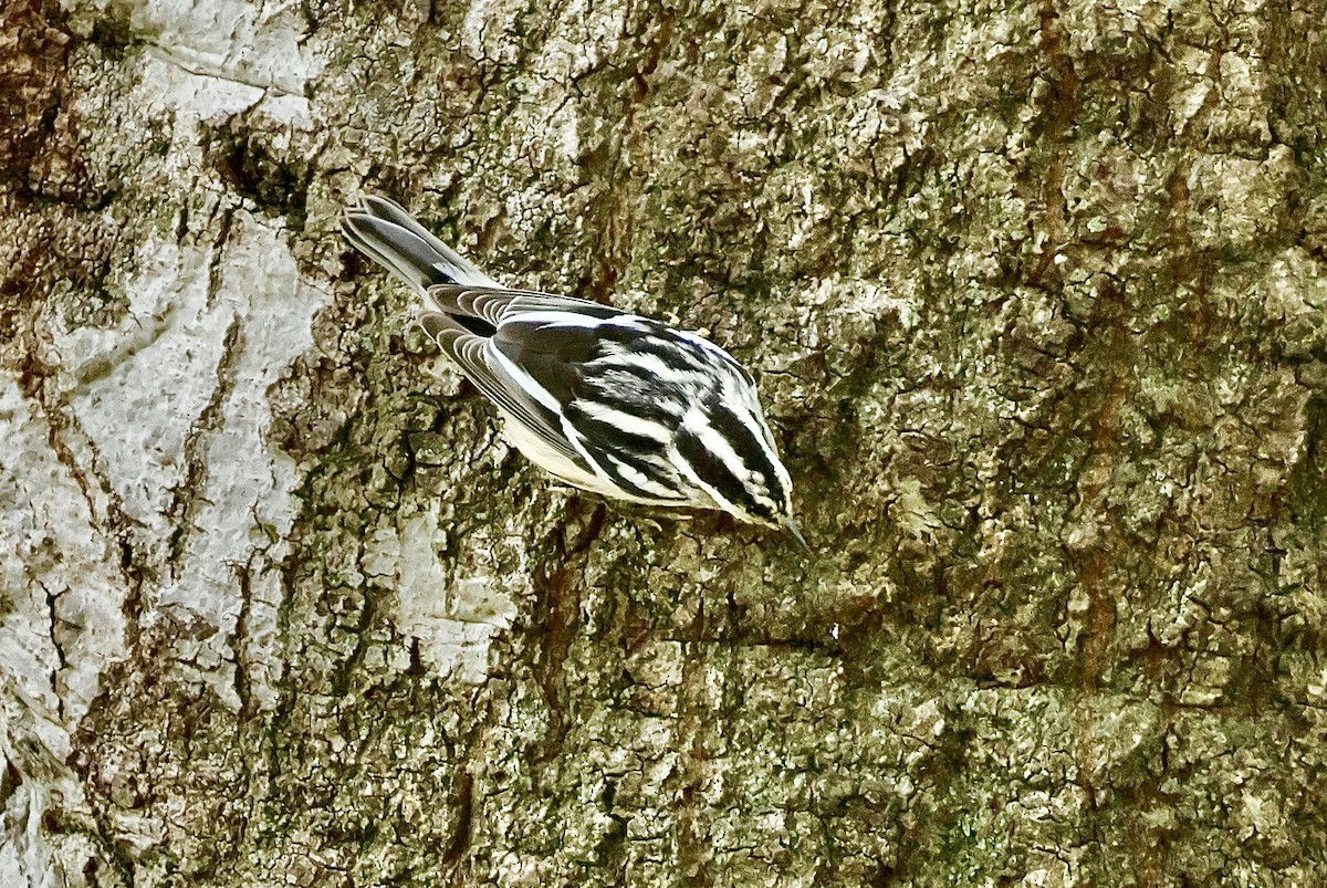 シロクロアメリカムシクイ - ML643456268