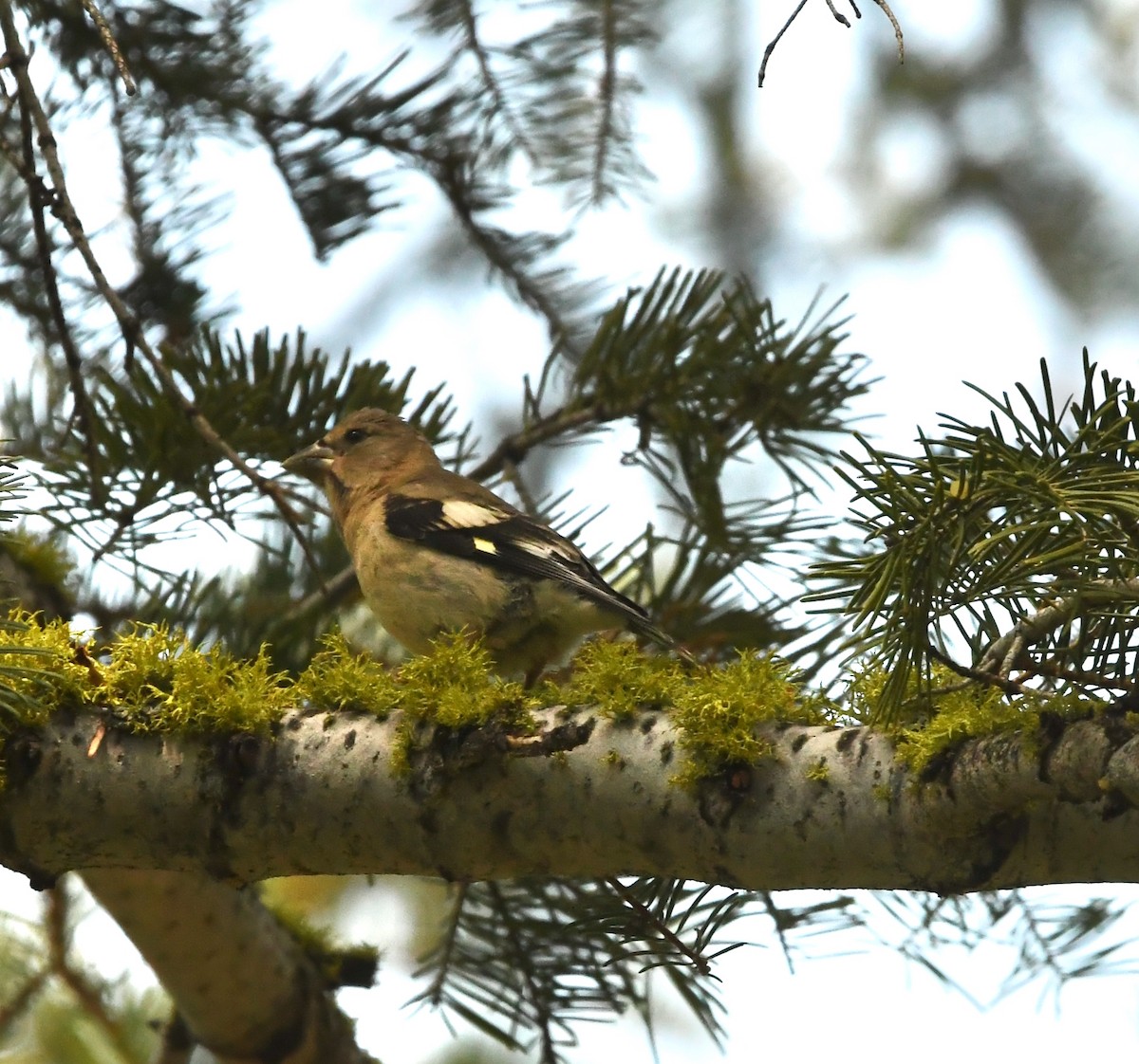 Evening Grosbeak - ML643456275
