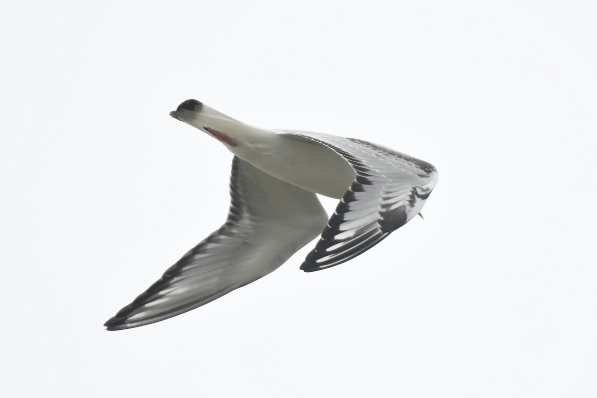 Bonaparte's Gull - ML643456284