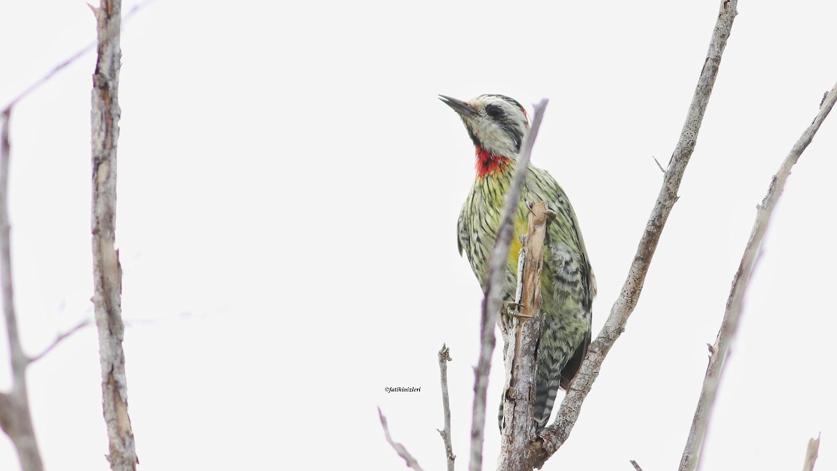 Cuban Green Woodpecker - ML643456287