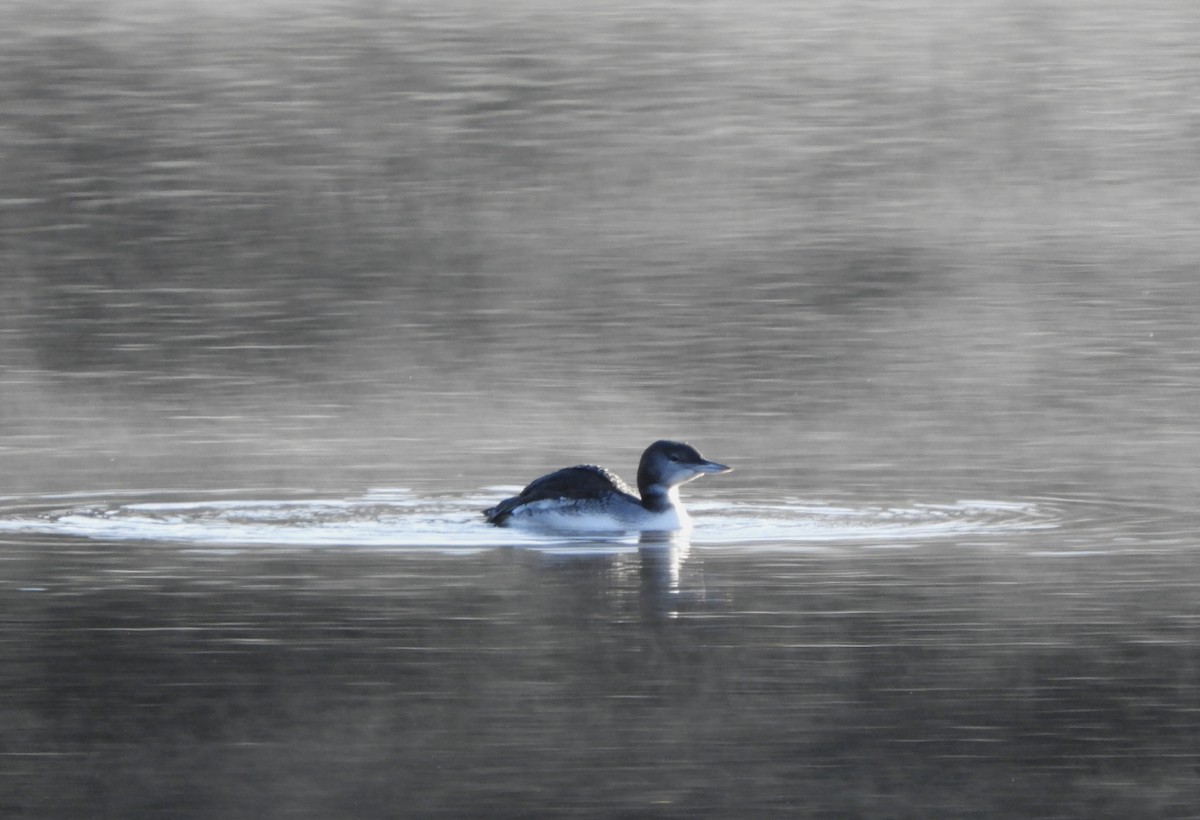 Common Loon - ML643456308