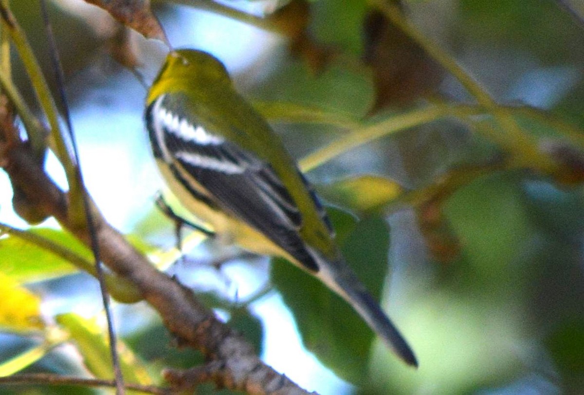 Black-throated Green Warbler - ML643456309