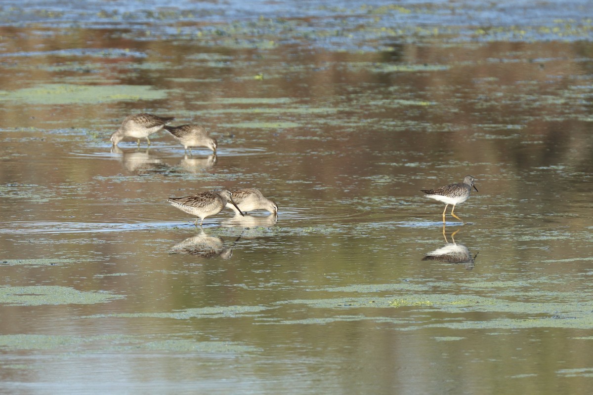 Long-billed Dowitcher - ML643456315