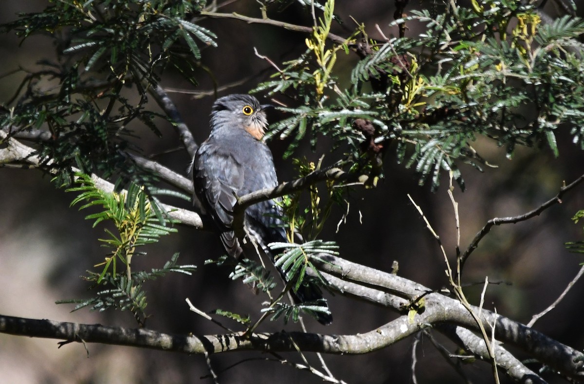 Fan-tailed Cuckoo - ML643456334