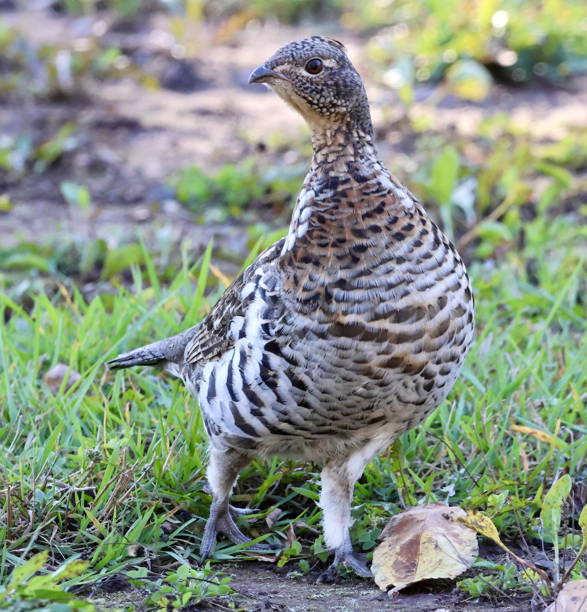 Ruffed Grouse - ML643456351