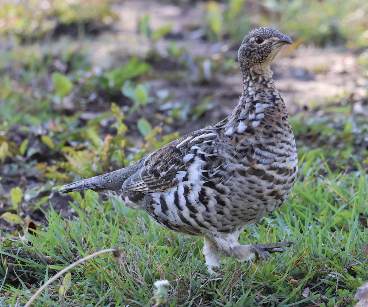 Ruffed Grouse - ML643456352