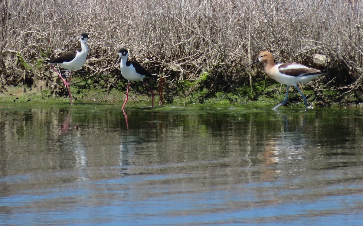Black-necked Stilt - ML643456353