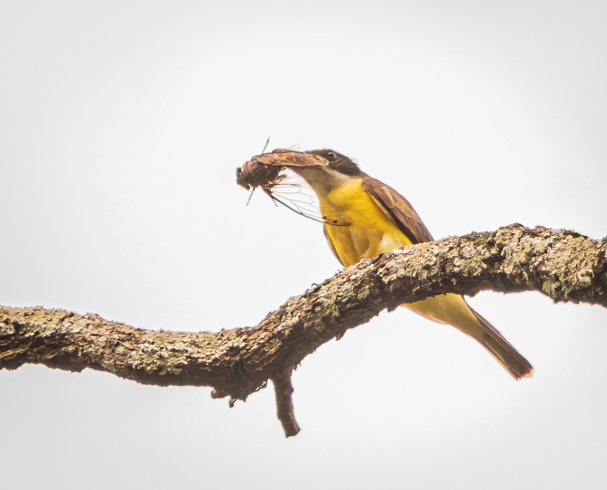 Boat-billed Flycatcher - ML643456359
