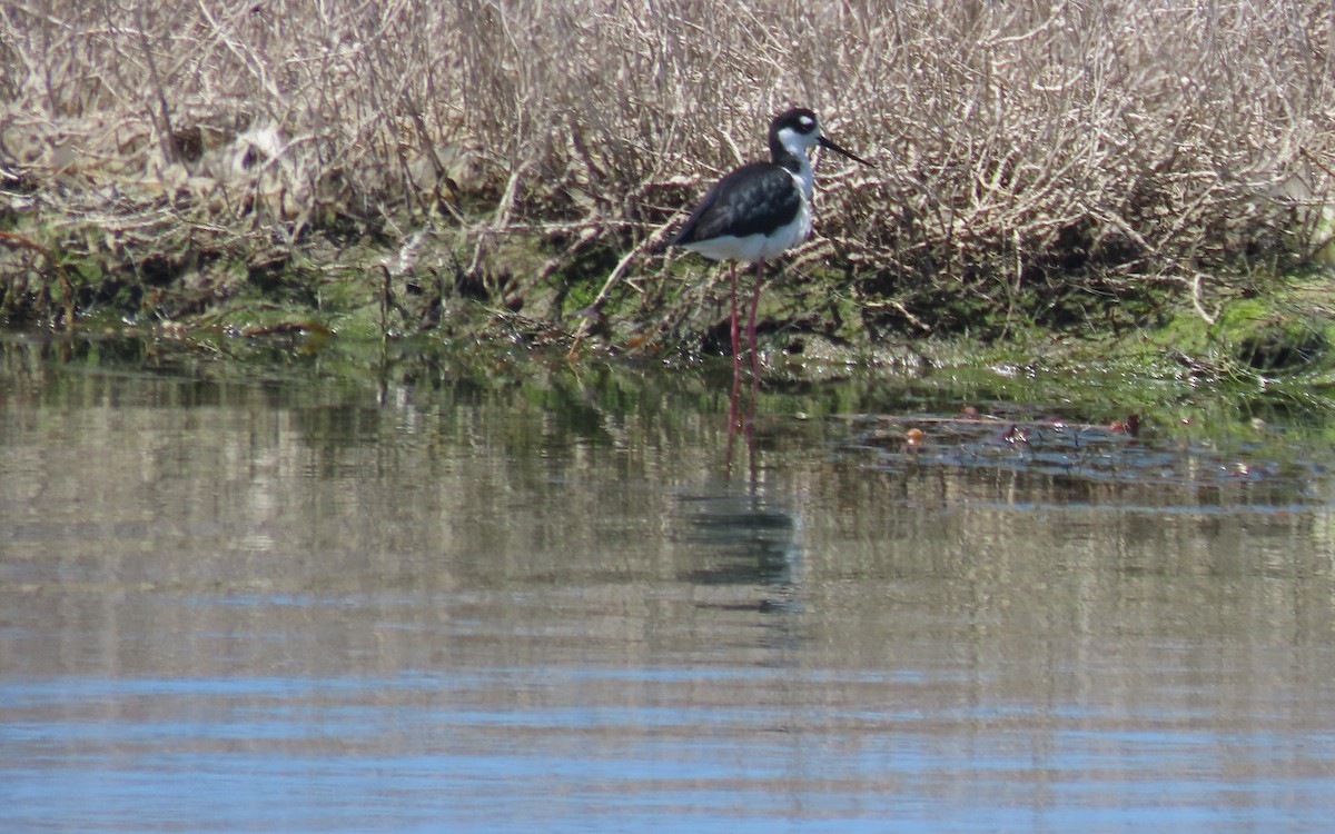 Black-necked Stilt - ML643456361