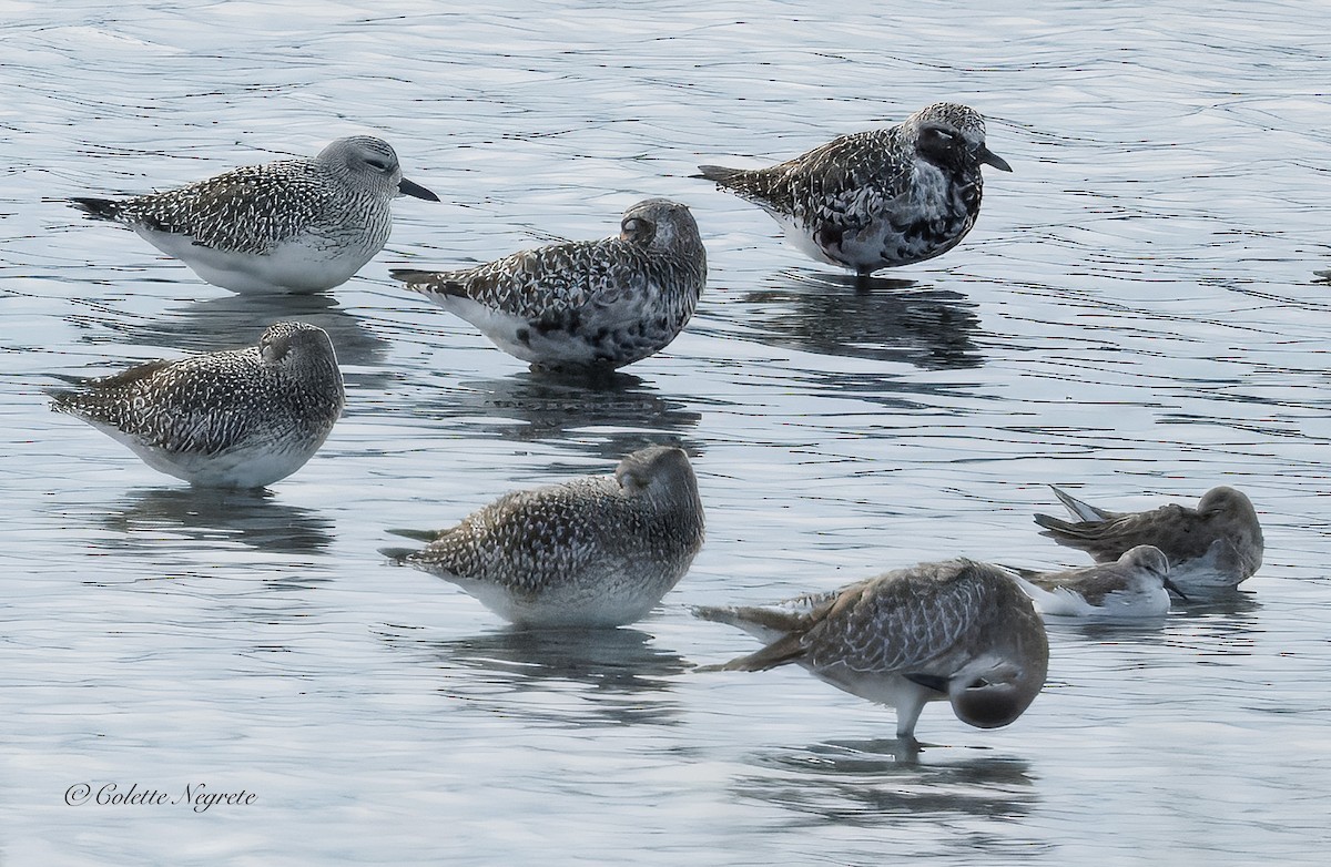 Western Sandpiper - ML643456364