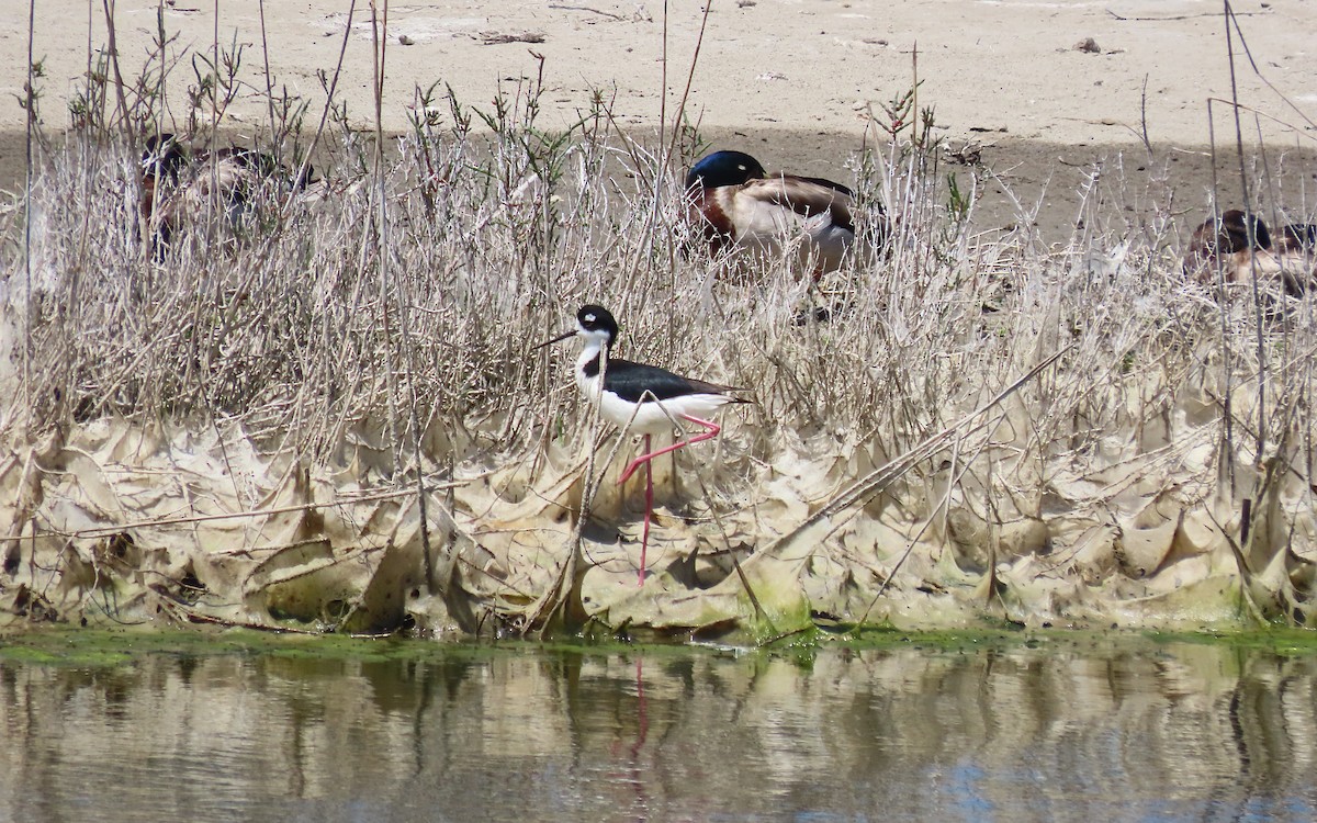 Black-necked Stilt - ML643456365