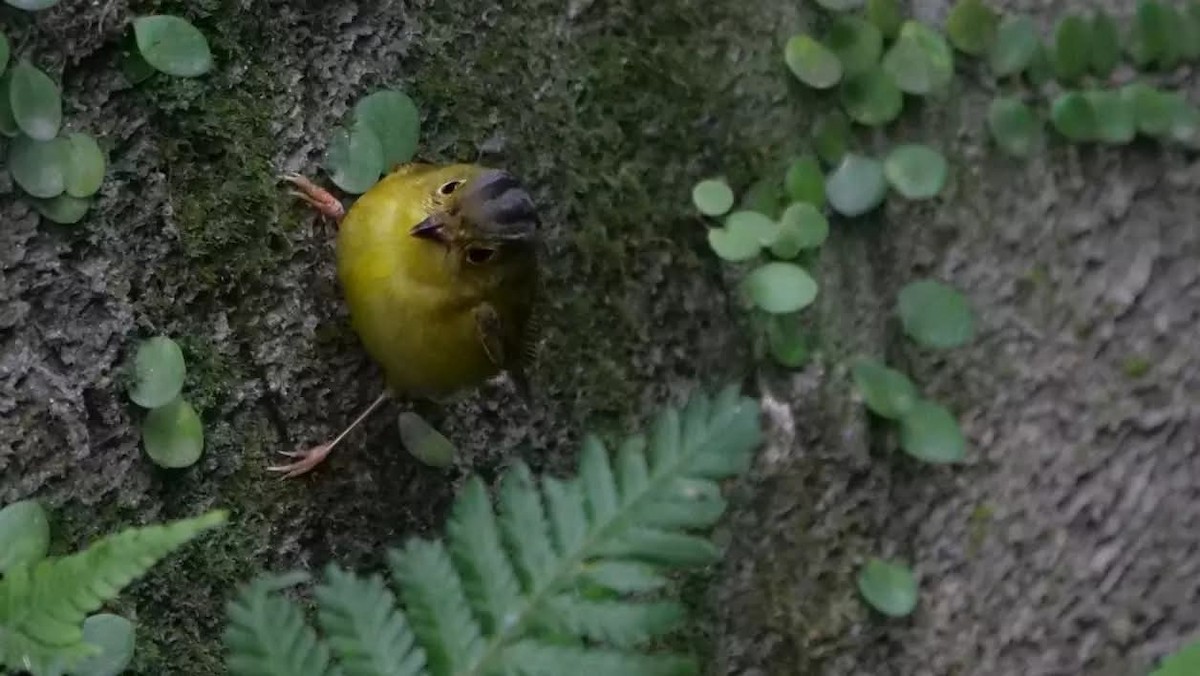 Alström's Warbler - ML643456366
