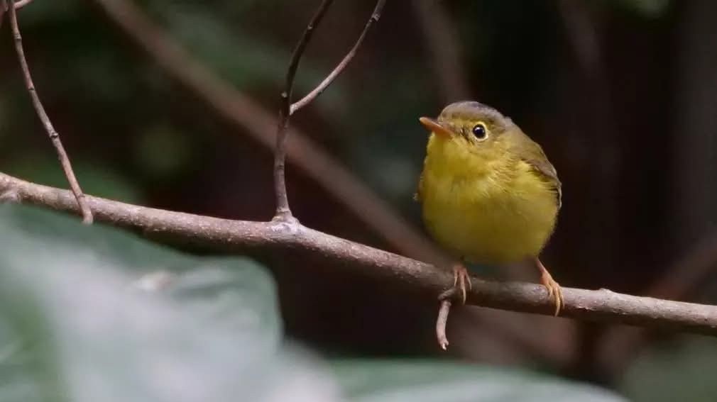 Alström's Warbler - ML643456367