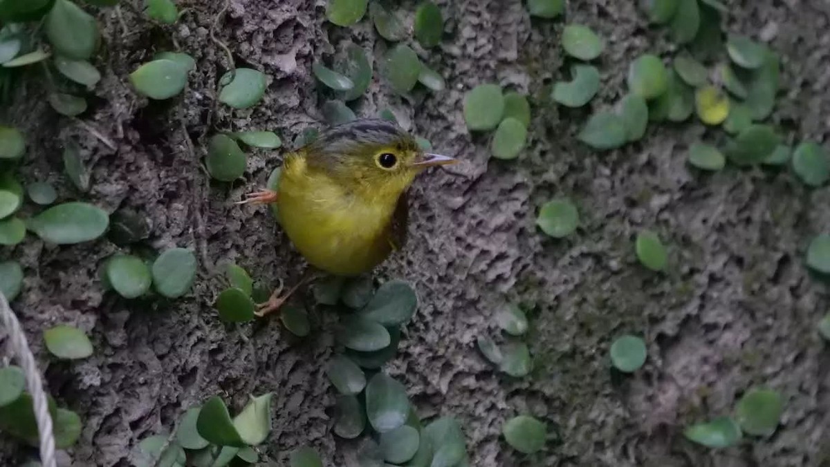Alström's Warbler - ML643456369