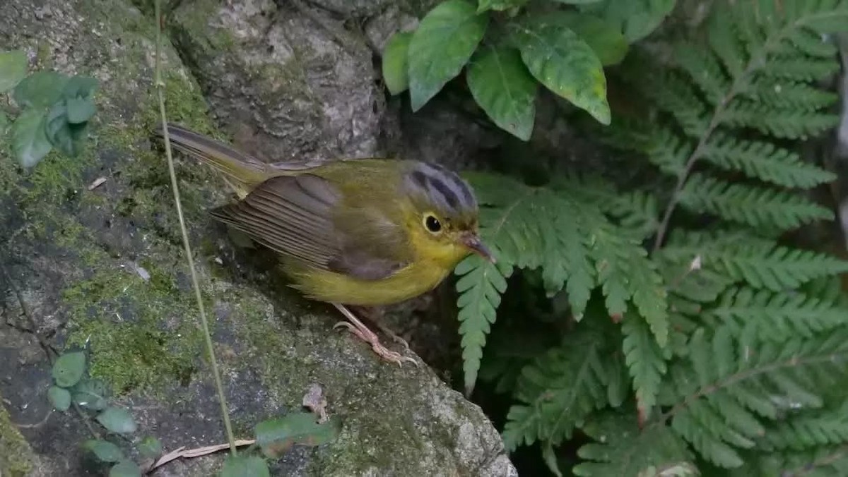 Alström's Warbler - ML643456370