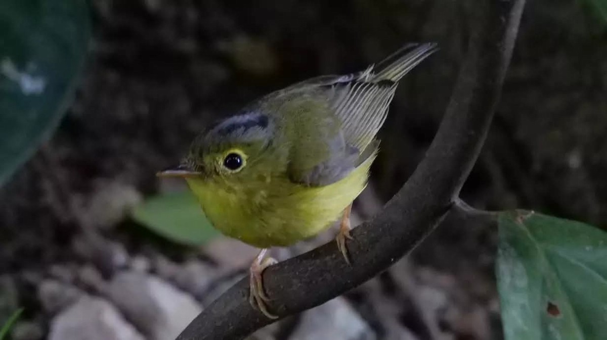 Alström's Warbler - ML643456371