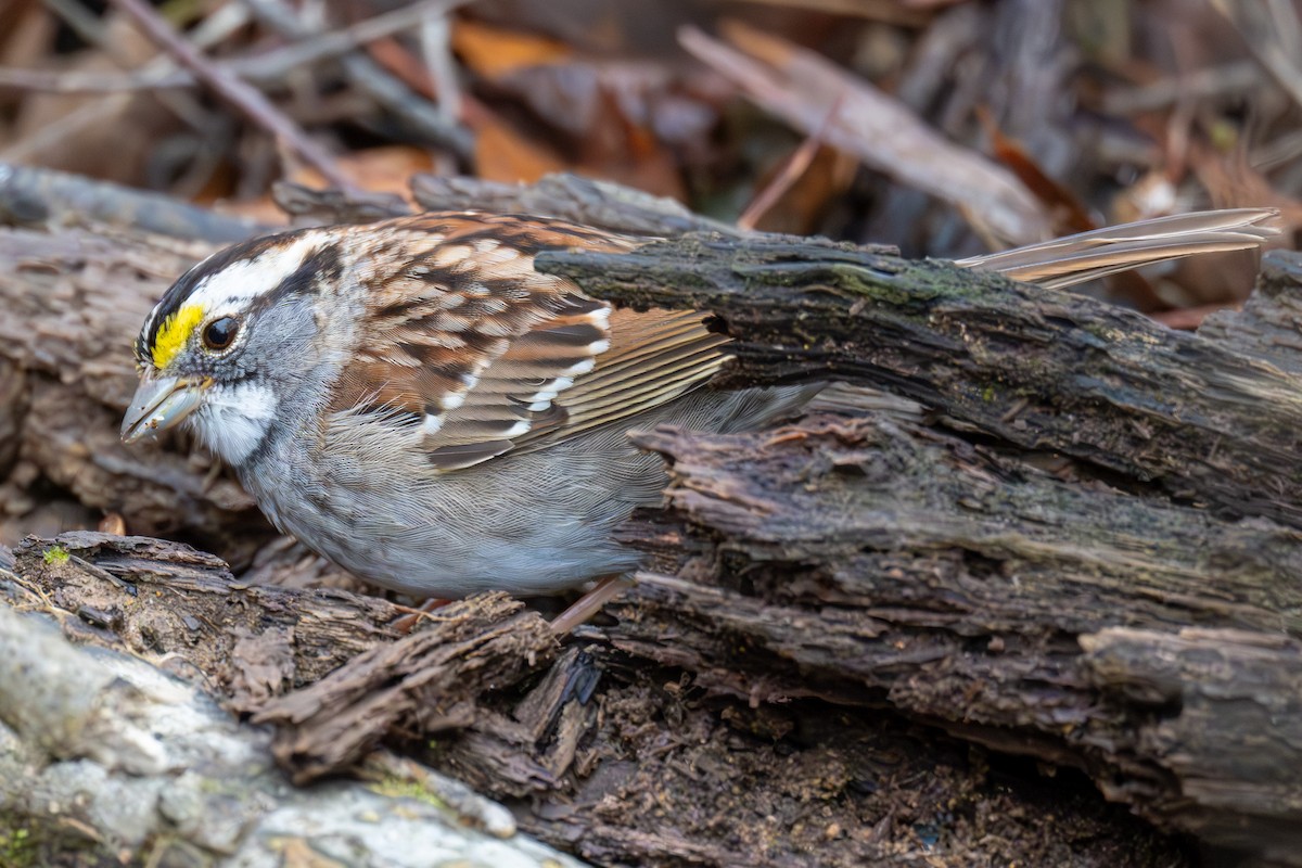 White-throated Sparrow - ML643456410