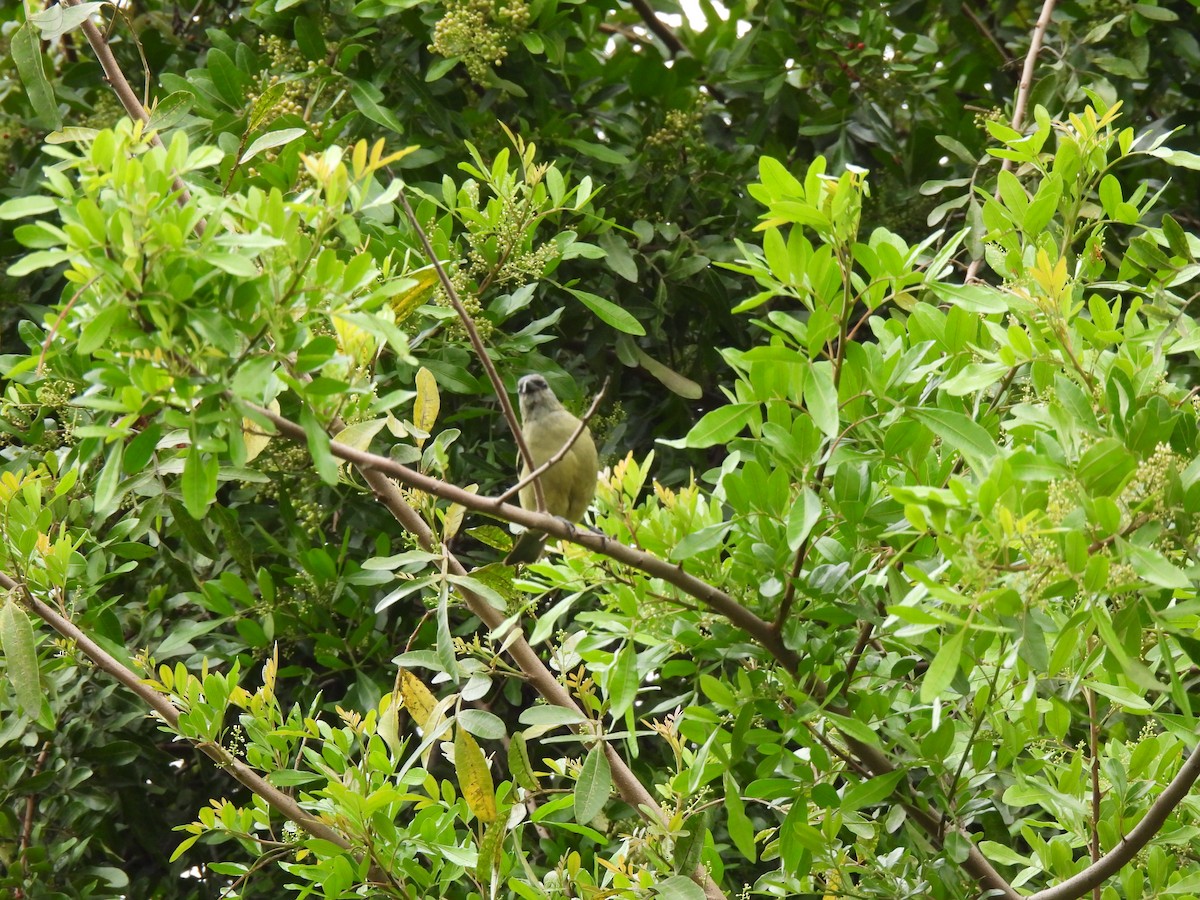 Yellow-winged Tanager - ML643456421