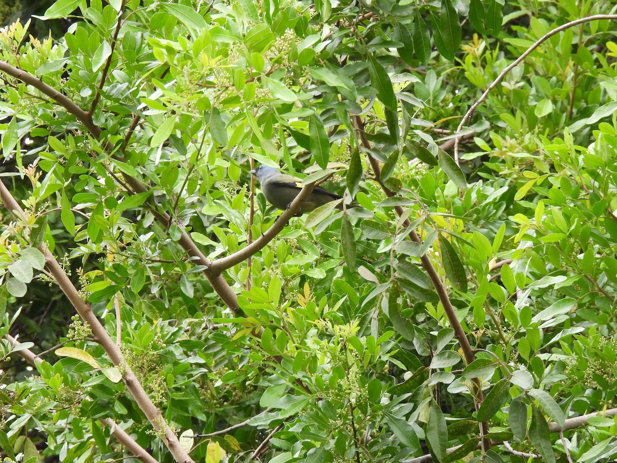 Yellow-winged Tanager - ML643456422