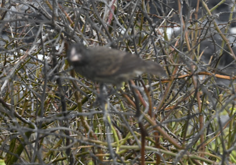 Española Ground-Finch - ML643456425