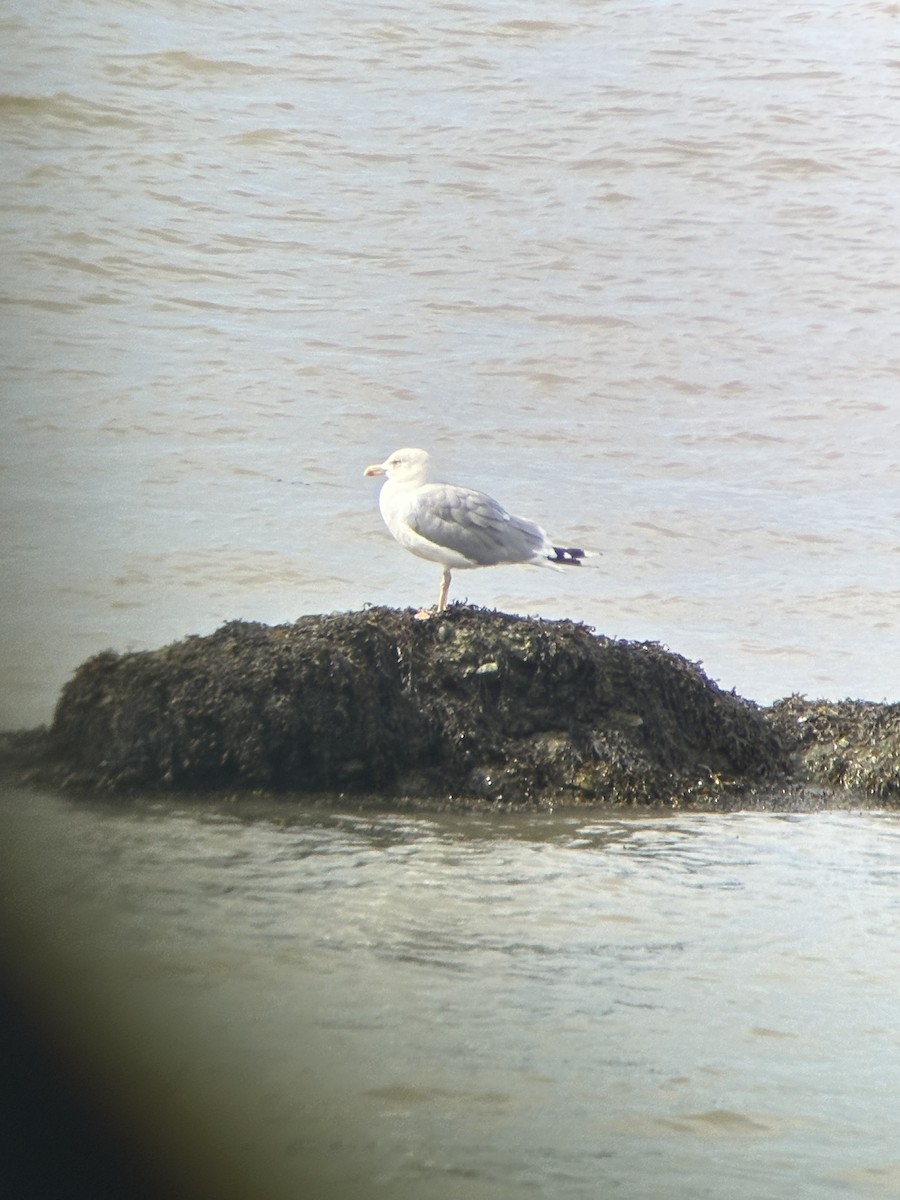 Yellow-legged Gull - ML643456432