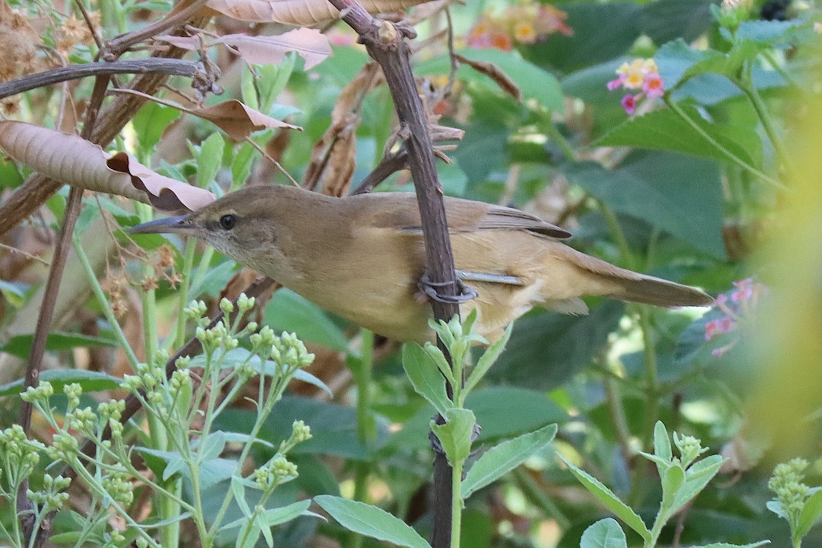 Clamorous Reed Warbler - ML643456434