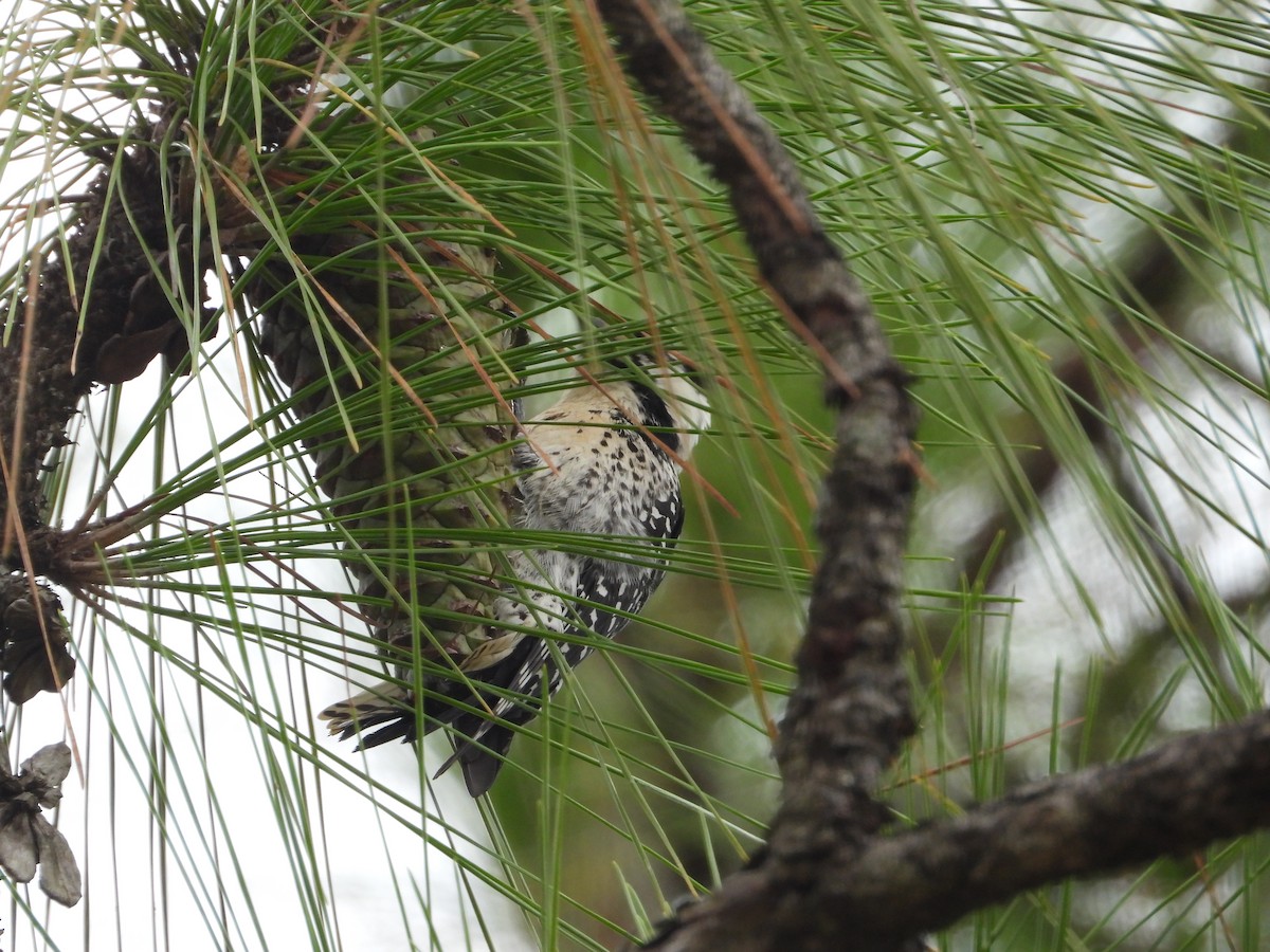 Red-cockaded Woodpecker - ML643456458
