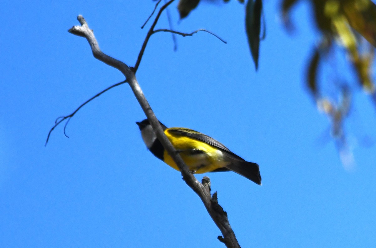 Golden Whistler - ML643456476