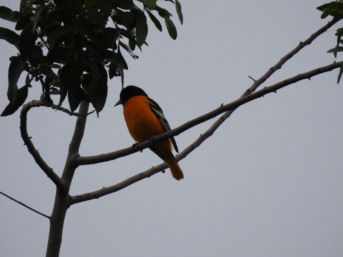 Baltimore Oriole - ML643456492