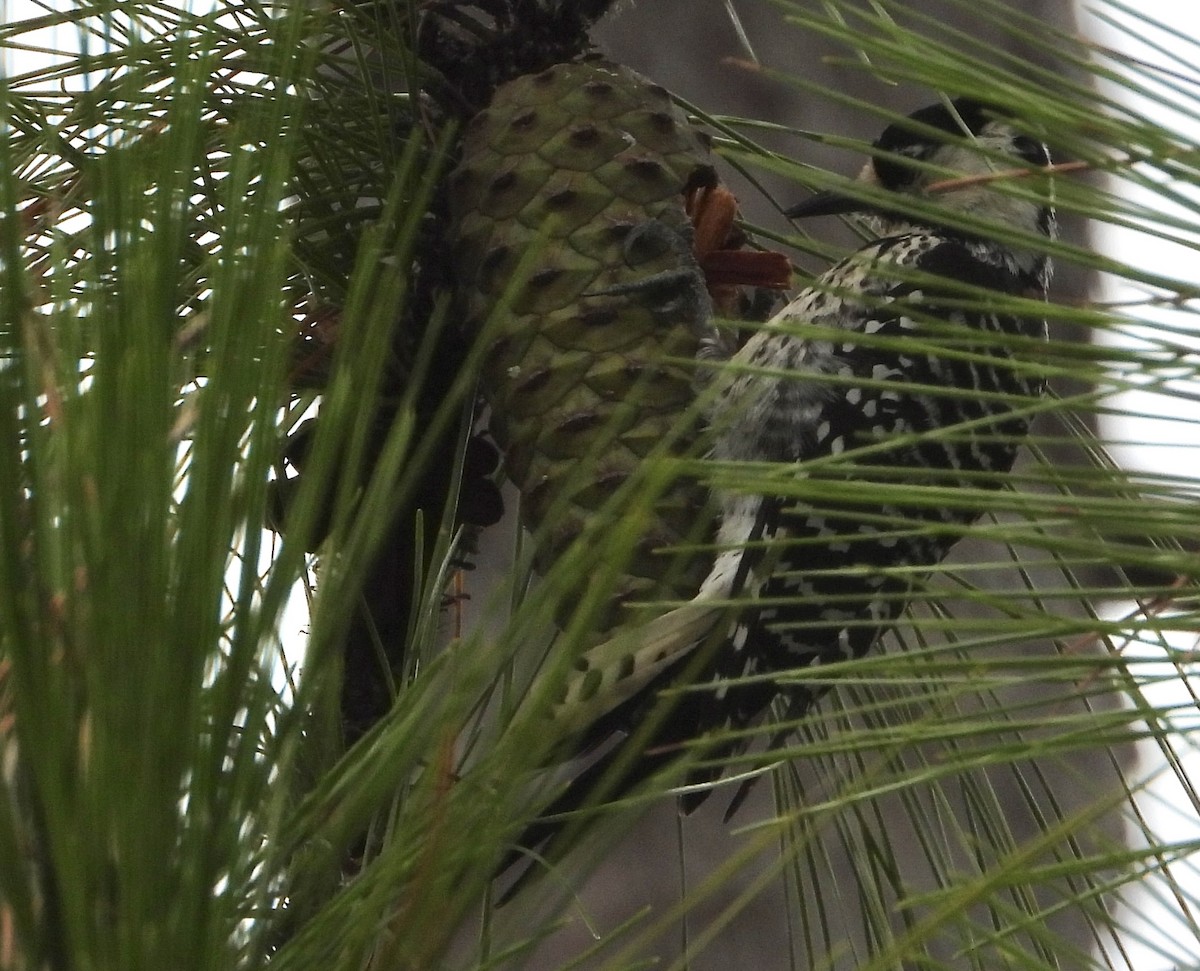 Red-cockaded Woodpecker - ML643456493