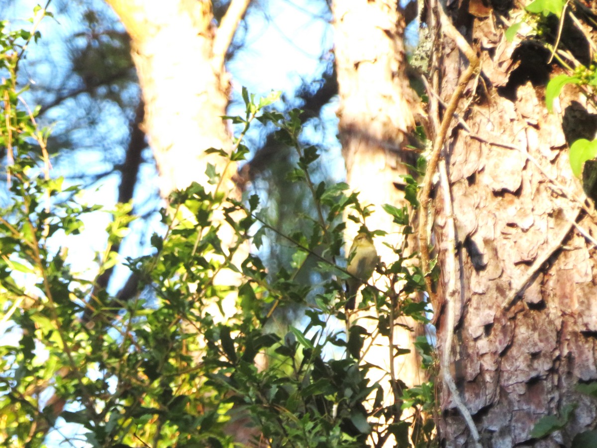 Bay-breasted Warbler - ML643456496