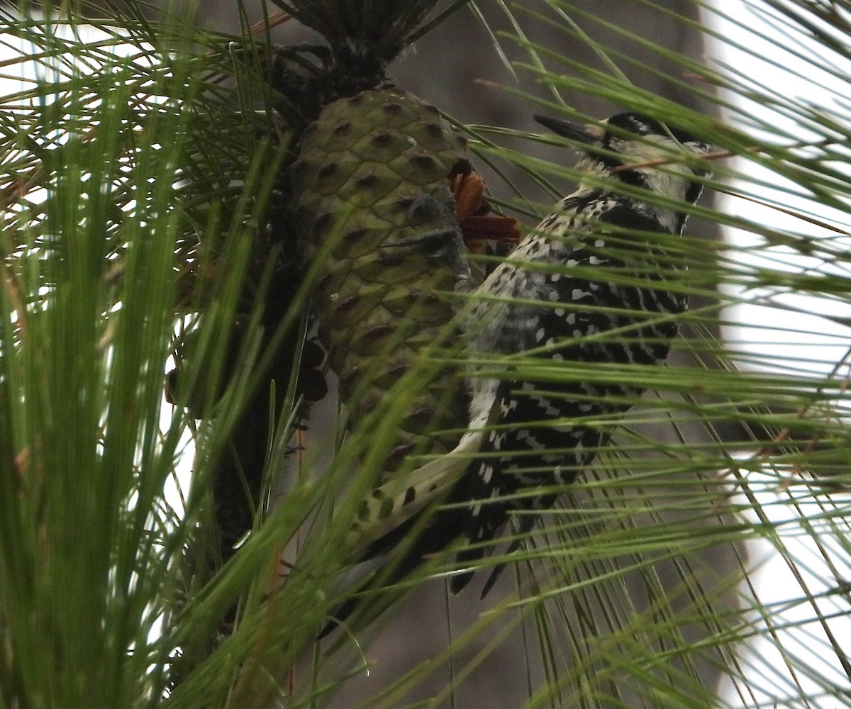 Red-cockaded Woodpecker - ML643456498