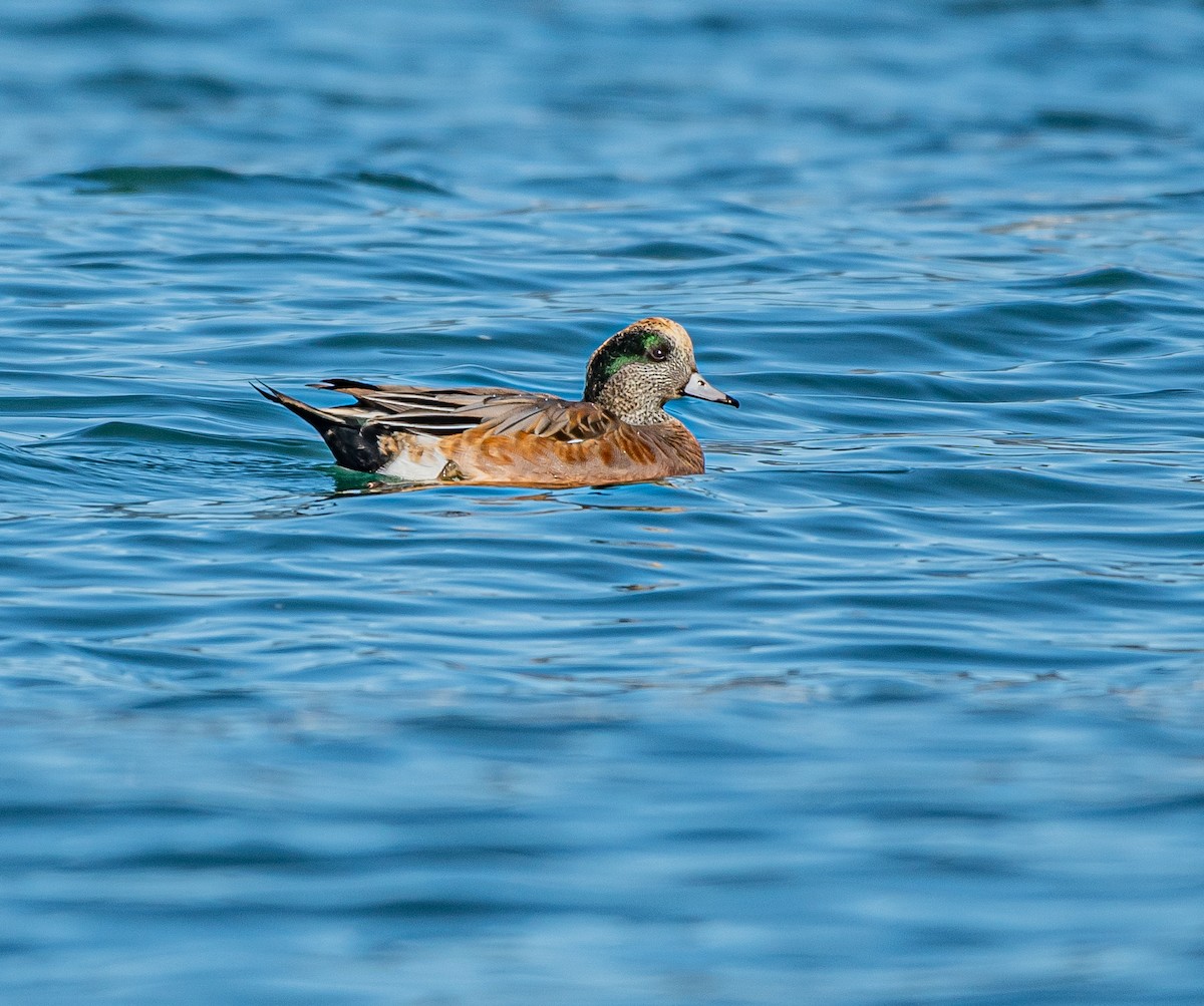 Canard d'Amérique - ML643456504